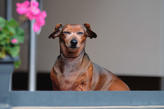 Dog with ears back sitting calmly next to pink flowers.