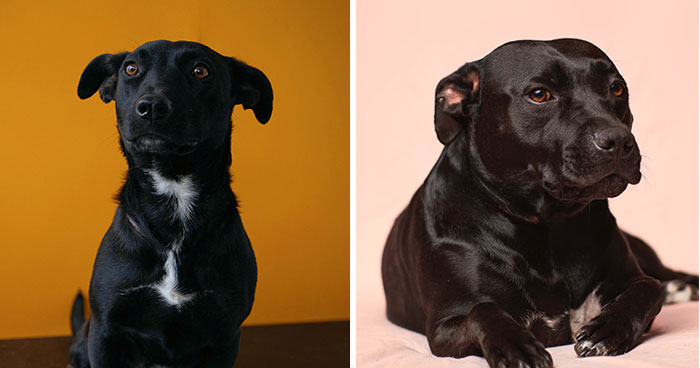 Why Do Dogs Put Their Ears Back: Vet Explanation