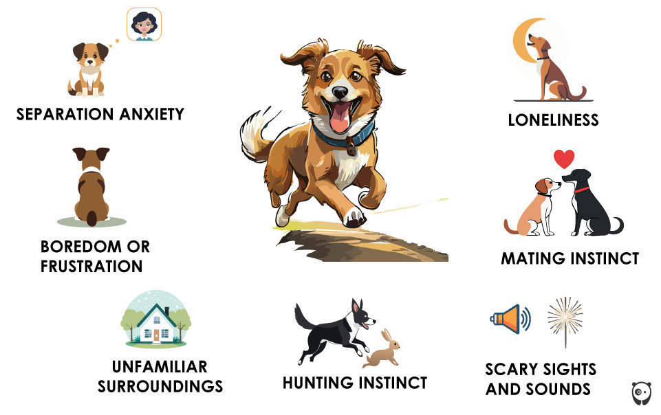 Why Do Dogs Run Away? Common Reasons and How to Stop It