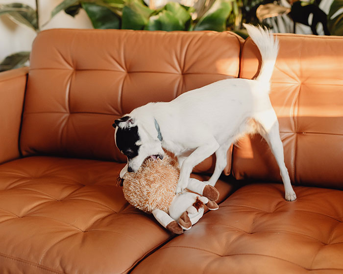 Dog shaking toy on a brown leather couch, illustrating toy-shaking behavior.