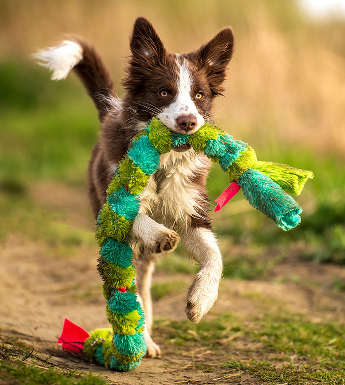 Dog shaking a colorful toy in its mouth while running outdoors, illustrating playful behavior.