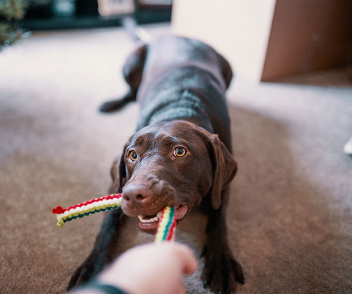 Dog shaking a colorful toy on a carpet, engaging in playful behavior.