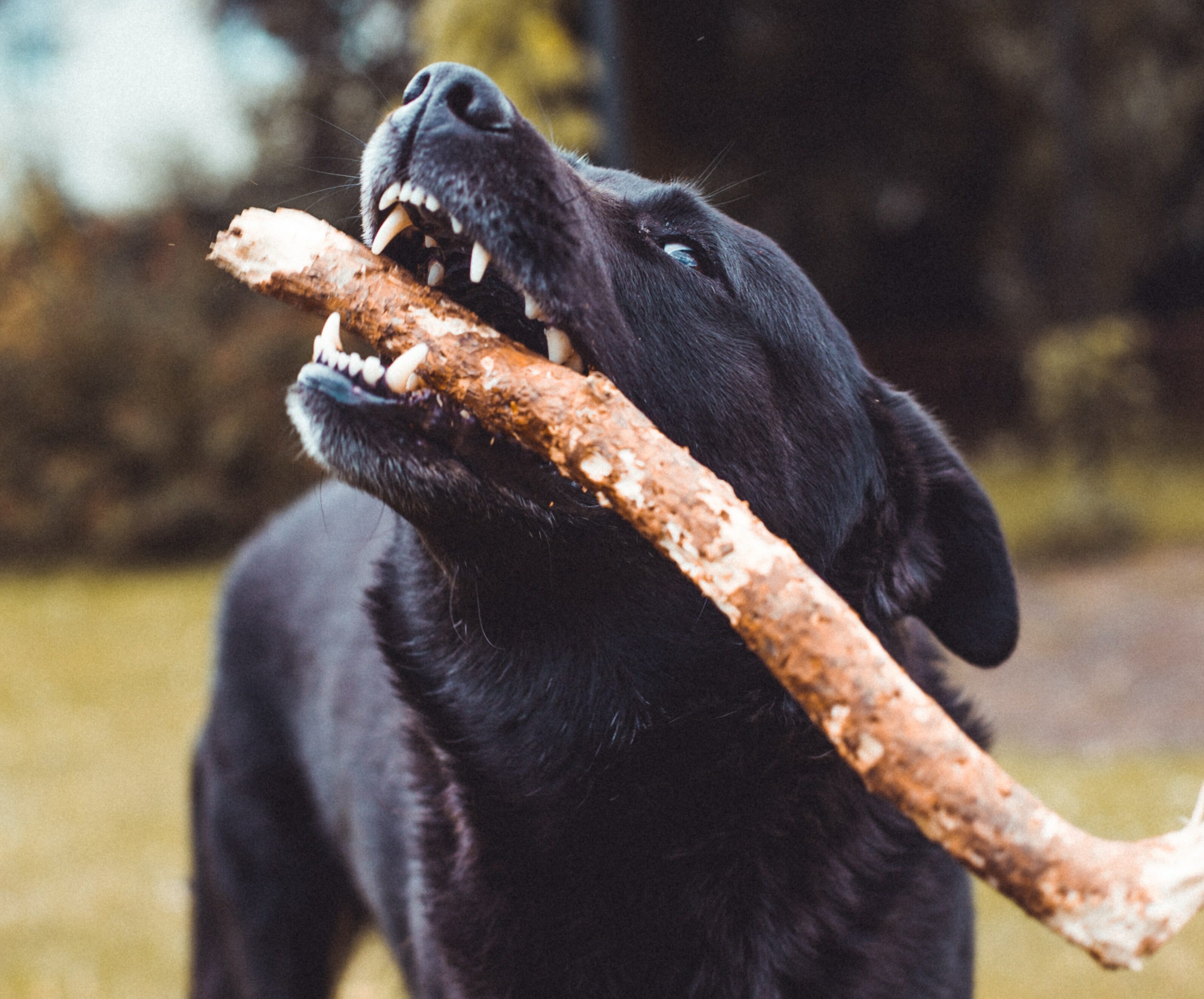 Dog showing teeth while holding a stick outdoors.