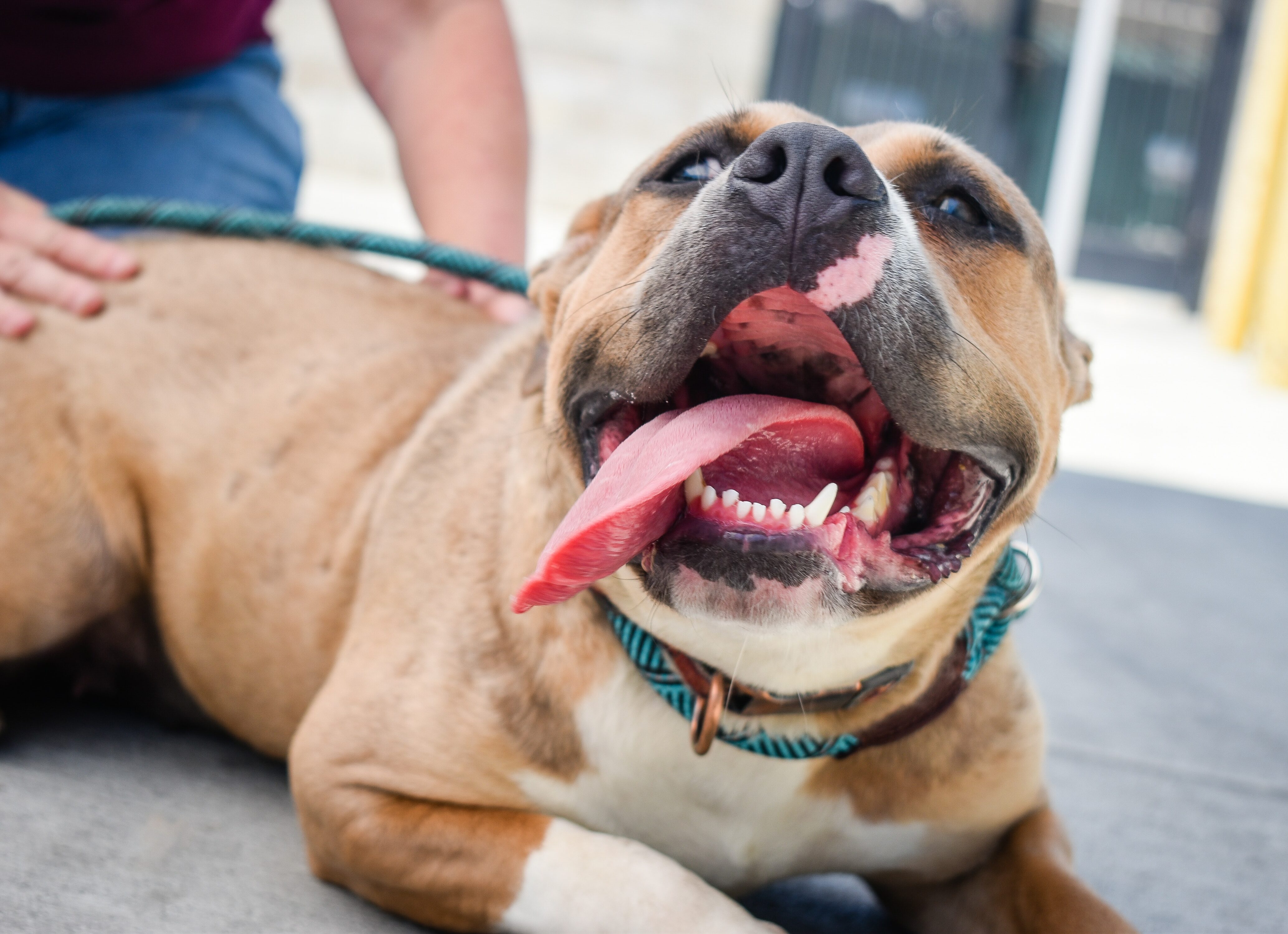 Dog lying on ground with mouth open, showing teeth and tongue, suggesting playfulness or excitement.