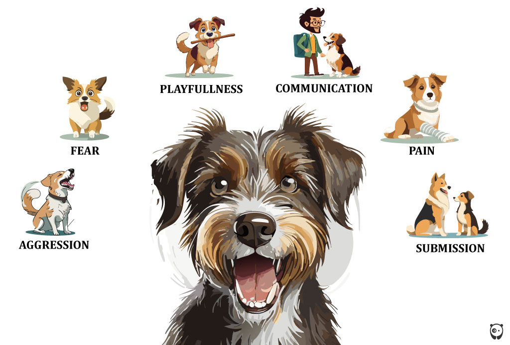 Dog showing teeth with emotions: fear, aggression, playfulness, communication, pain, submission.