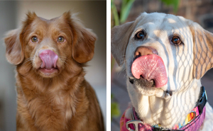 Why Do Dogs Smack Their Lips – Explained