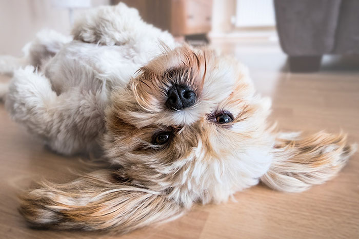 Cute fluffy dog lying on its back indoors, looking curious with ears spread out.