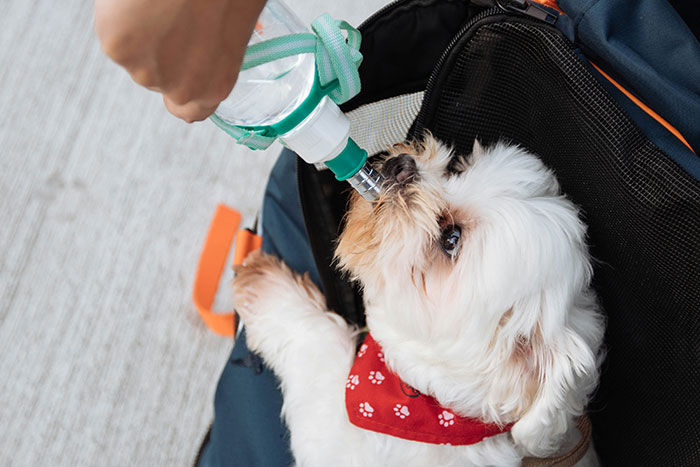 Small dog wearing a red bandana drinking water to prevent hiccups.
