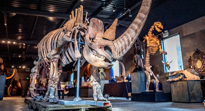 Scientists Bring Wooly Rhinoceros Back To Life With The Help of Prehistoric Fecal Matter