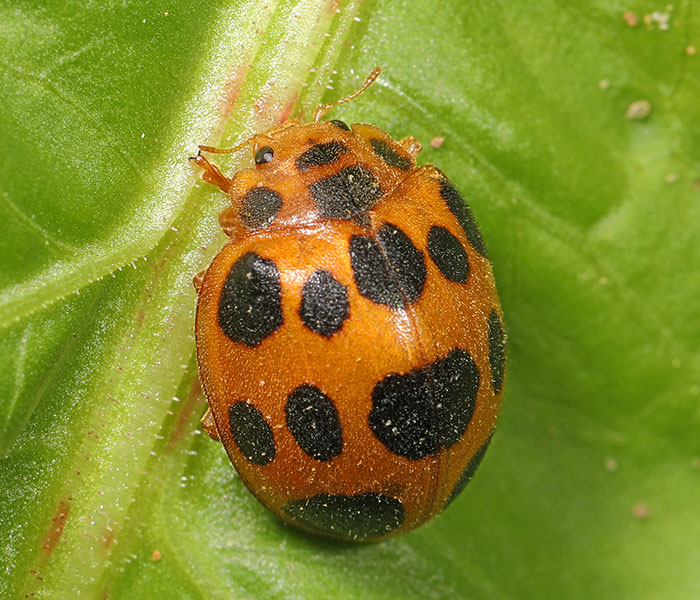Squash lady beetle on a leaf 