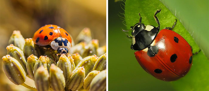 Asian ladybug on a flower and Red ladybug on a leaf 