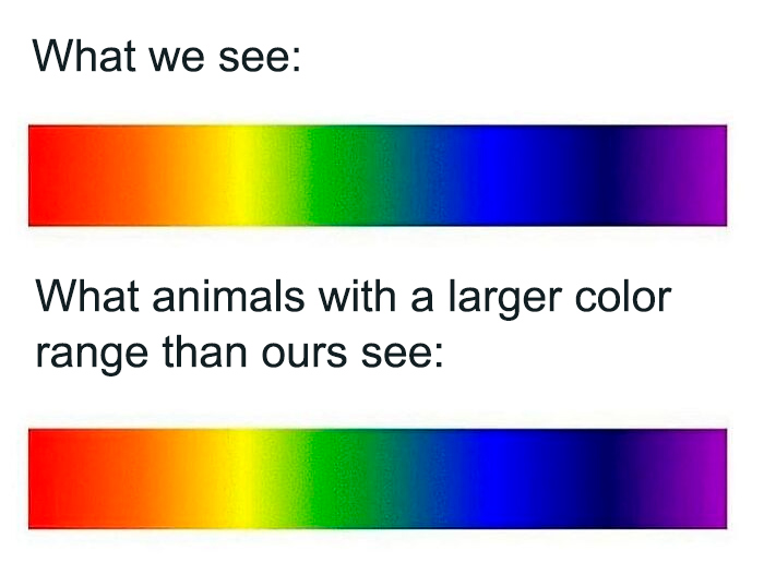 Comparison of human and animal color vision, illustrating a physics concept with visible and extended color spectrums.