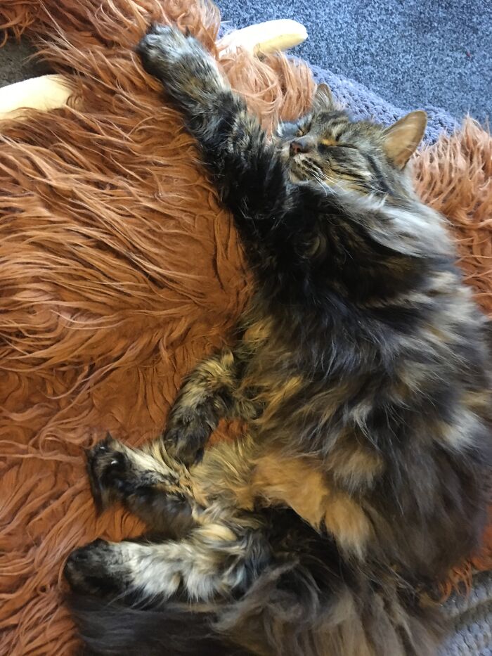 Wish I Could Get This Comfy!