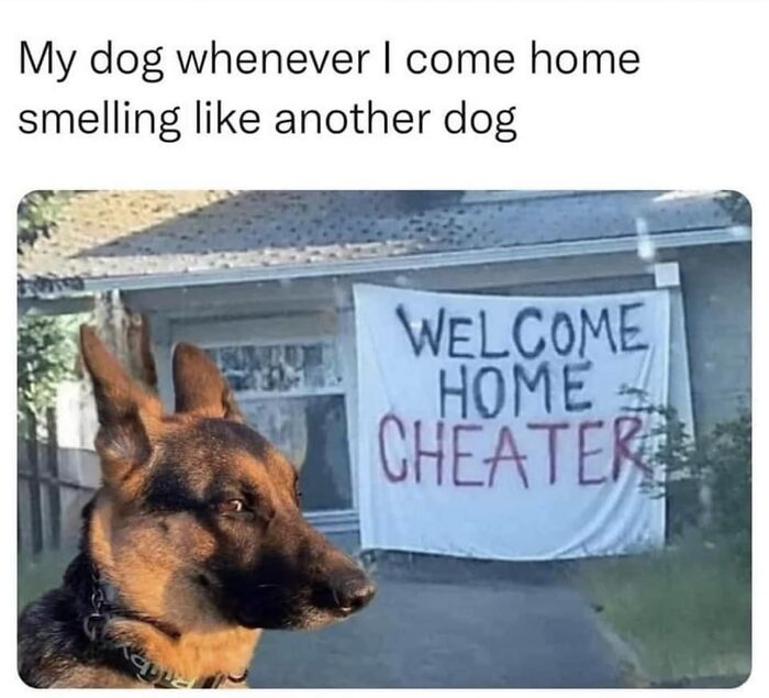 Dog looking serious with a banner saying "Welcome Home Cheater", relatable meme humor.