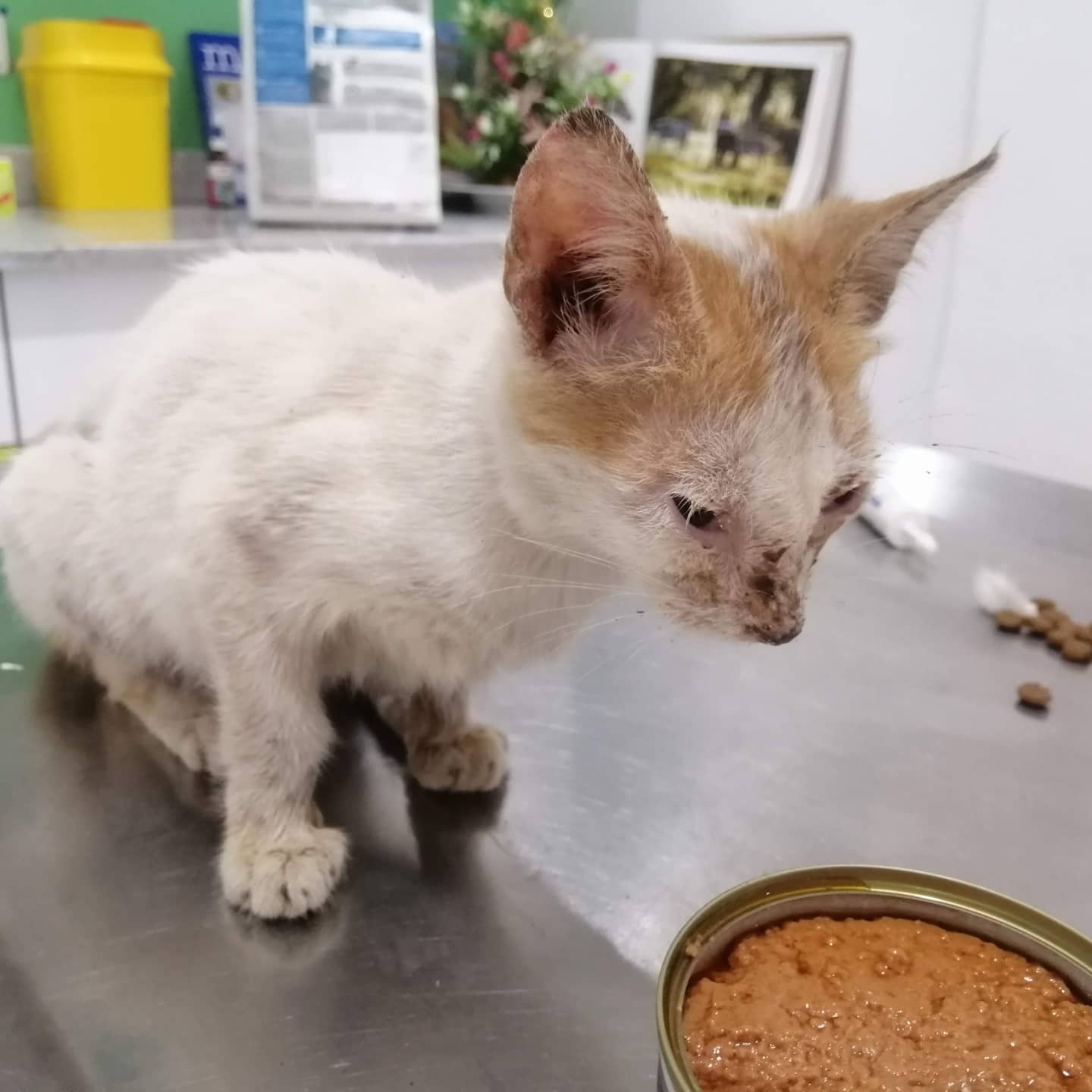 After Vet Rescued Rico As A Kitten, He’s Been Paying It Back By Taking Care Of Patients