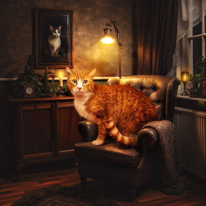I Photographed Cats In Need Of Their Forever Home, And Created A Home For Them In The Images