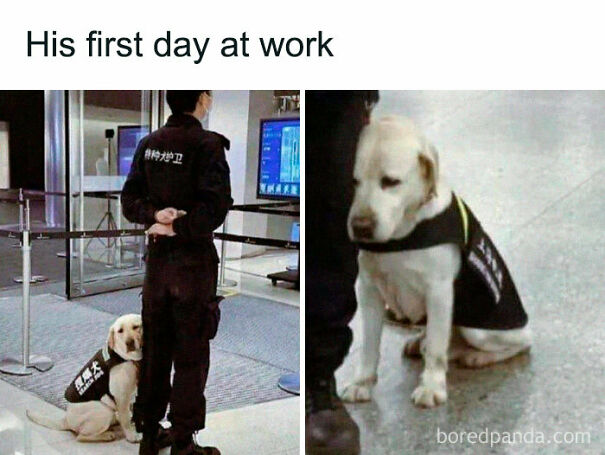 He Has An Emotional Support Human