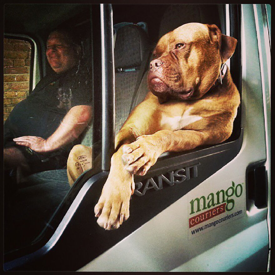 The Boss By Mark Chilvers