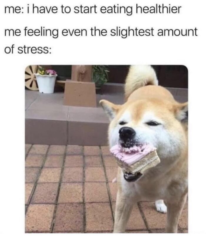 Dog humorously eating cake, embodying relatable meme theme about stress eating habits.