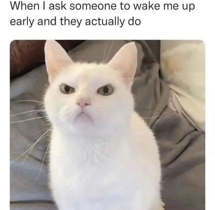 Grumpy white cat meme about waking up early, showcasing hilariously relatable content.