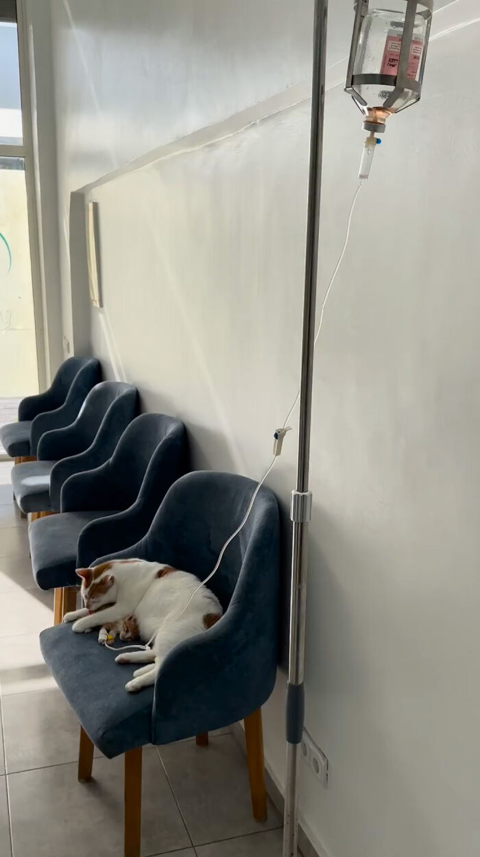 After Vet Rescued Rico As A Kitten, He&rsquo;s Been Paying It Back By Taking Care Of Patients