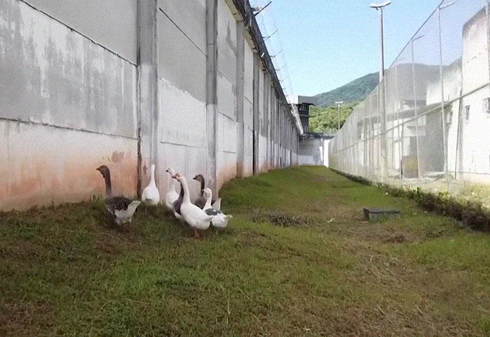 Brazilian Prison Uses Instinctively Protective “Geese Agents” To Ensure Inmates Don’t Escape Brazilian Prison Uses Instinctively Protective “Geese Agents” To Ensure Inmates Don’t Escape
