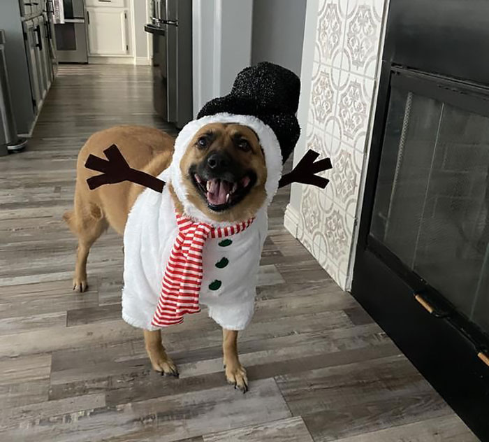 Strut Into The Season With A Front Walking Snowman Dog & Cat Costume – Making Every Walk A Frosty And Fun Parade!