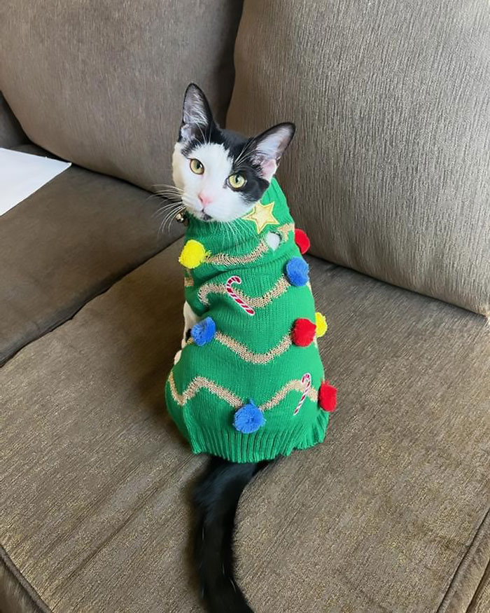 Out-Ugly Your Mates With A Dog & Cat Ugly Sweater – It's 'Knit' To Be Missed! And Everyone Deserves To Feel Warm And Fuzzy!!