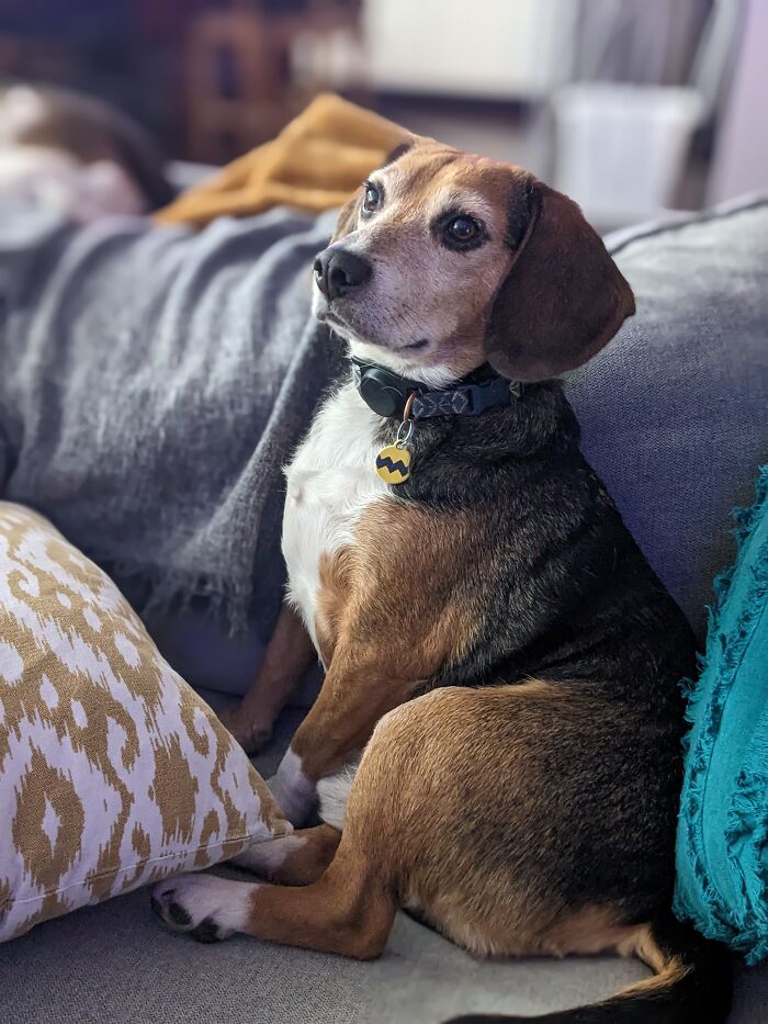 This Picture Of My Rescue Dog Charlie ❤️