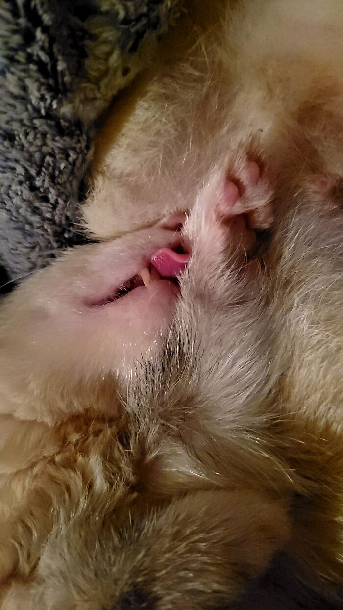 Ferret Remo Dreams Of Something Tasty