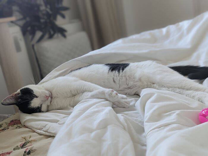 Lucy May Fall Asleep While Playing! One Eye Half-Open, Just In Case I Throw The Pink Ball, So She Can Fetch!