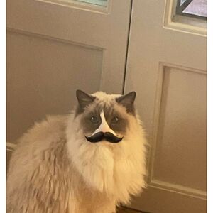 juliasheinbrodin avatar