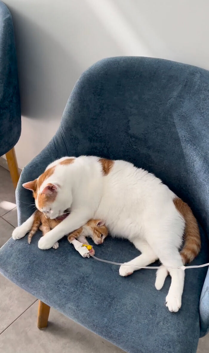 After Vet Rescued Rico As A Kitten, He&rsquo;s Been Paying It Back By Taking Care Of Patients