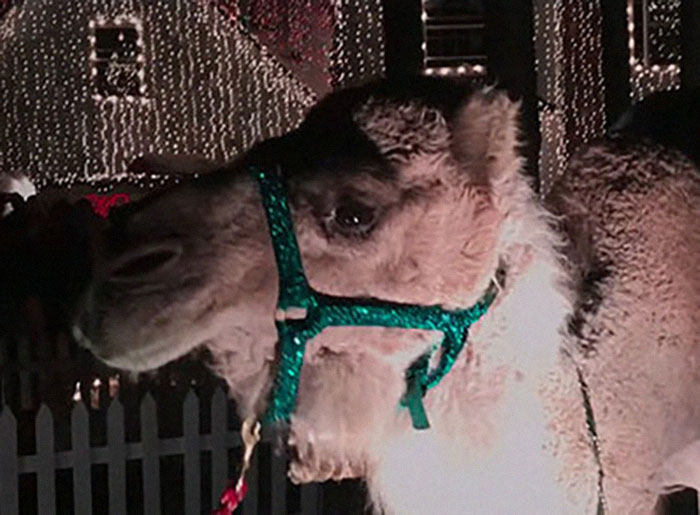 Christmas-Obsessed Lawyer Faces Disbarment Amidst Battle With Neighbors