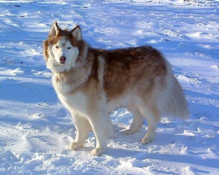 Samson In His Element