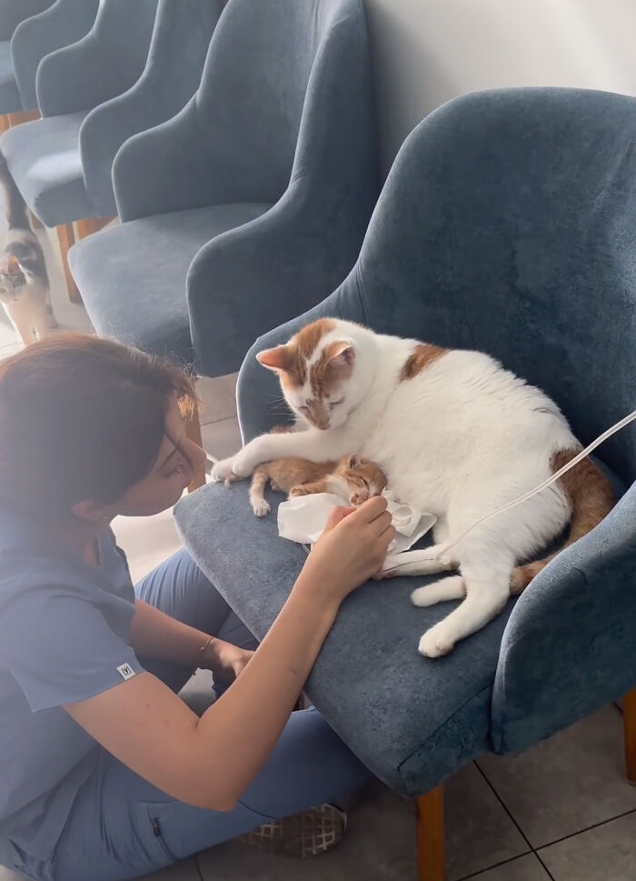 After Vet Rescued Rico As A Kitten, He&rsquo;s Been Paying It Back By Taking Care Of Patients