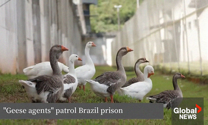 Brazilian Prison Uses Instinctively Protective “Geese Agents” To Ensure Inmates Don’t Escape Brazilian Prison Uses Instinctively Protective “Geese Agents” To Ensure Inmates Don’t Escape