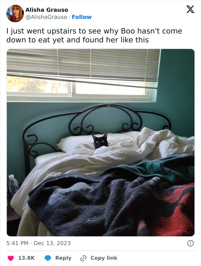 Funniest-Cats-Dogs-Tweets