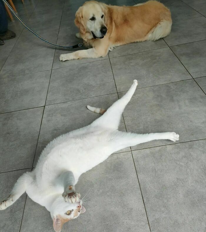 After Vet Rescued Rico As A Kitten, He&rsquo;s Been Paying It Back By Taking Care Of Patients