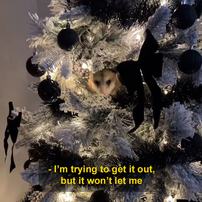 Jolly Wild Possum Discovered In Texas Woman&rsquo;s Christmas Tree After It Sneezes