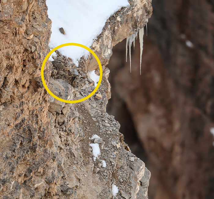 “I’m Losing My Mind”: People Go Crazy Trying To Spot The Snow Leopard Hidden In This Photo “I’m Losing My Mind”: People Go Crazy Trying To Spot The Snow Leopard Hidden In This Photo
