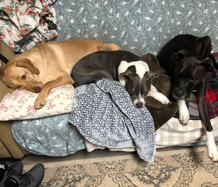 First Time In 50 Years That Animal Shelter Is Empty After 600 Dogs Get &ldquo;Miraculously&rdquo; Adopted