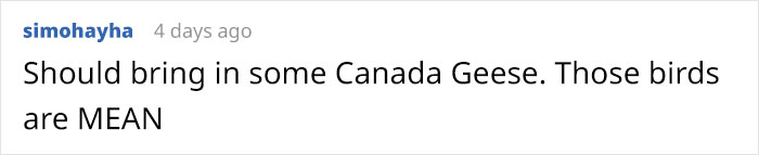 Brazilian Prison Uses Instinctively Protective “Geese Agents” To Ensure Inmates Don’t Escape Brazilian Prison Uses Instinctively Protective “Geese Agents” To Ensure Inmates Don’t Escape