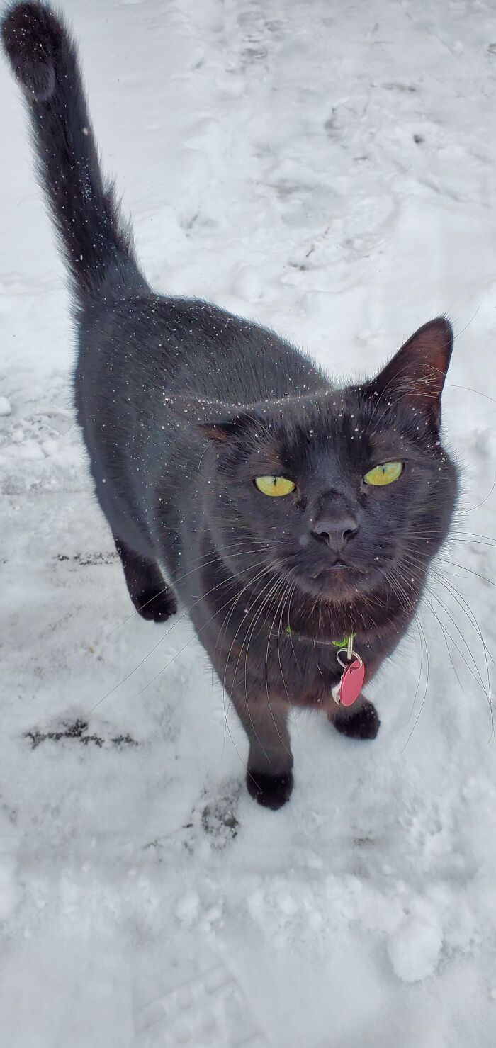 Gus In The Snow. He Loves It, Goes Out Every Chance He Can!