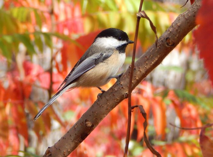 Black-Capped Chickadee