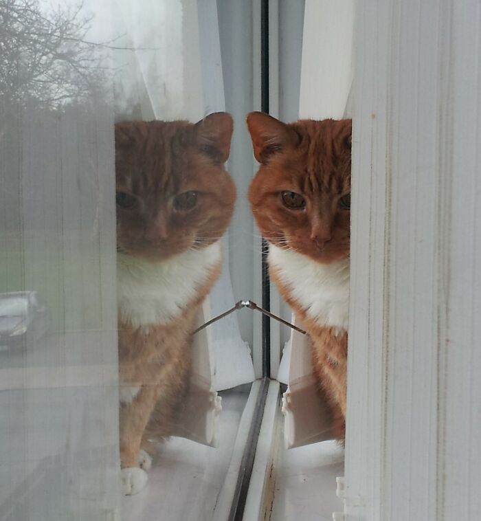 Another Darn Cat! But He Was Old & No One Wanted Him