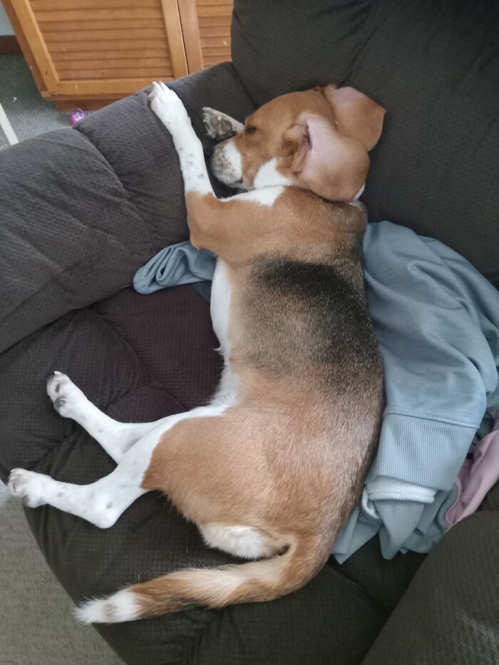 Azley Snoozing On Dad's Chair It
