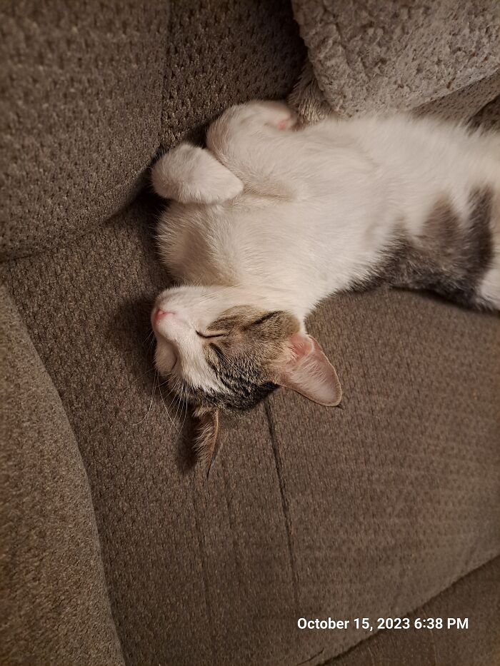 Miss Hilda Matilda Snoozing So Proper Like