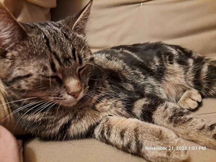 Miss Starla, Newly Acquired From The Local Cat Distribution System