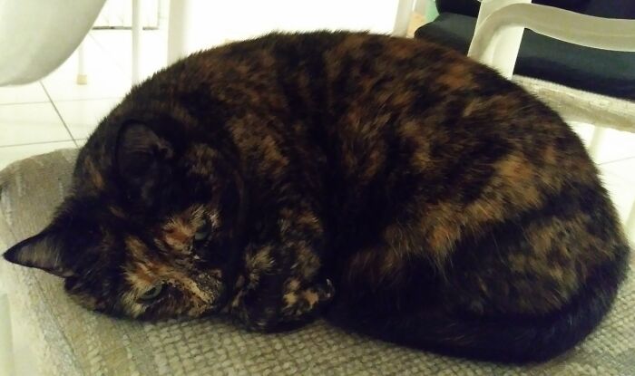 Lola, My Rescue Torture, Always Tucks Her Nose In Before Falling Asleep